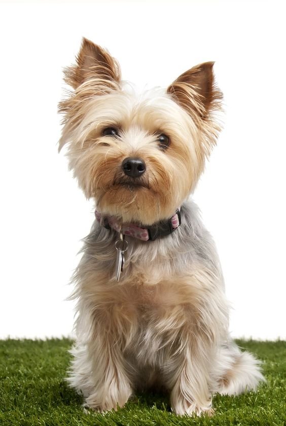 Silky Terrier Dog Breed Information and Characteristics
