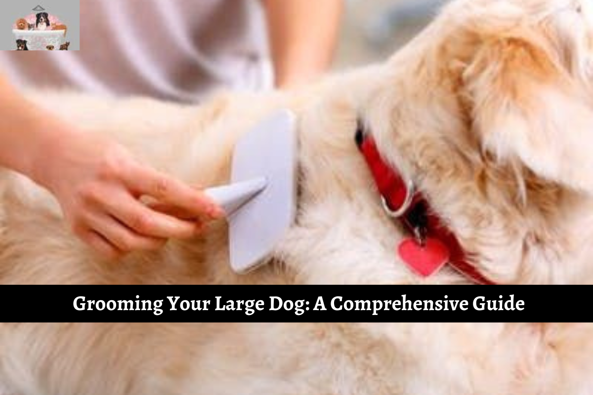 Grooming Your Large Dog: A Comprehensive Guide