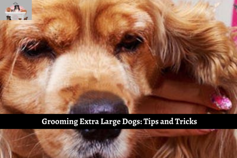 Grooming Extra Large Dogs: Tips and Tricks