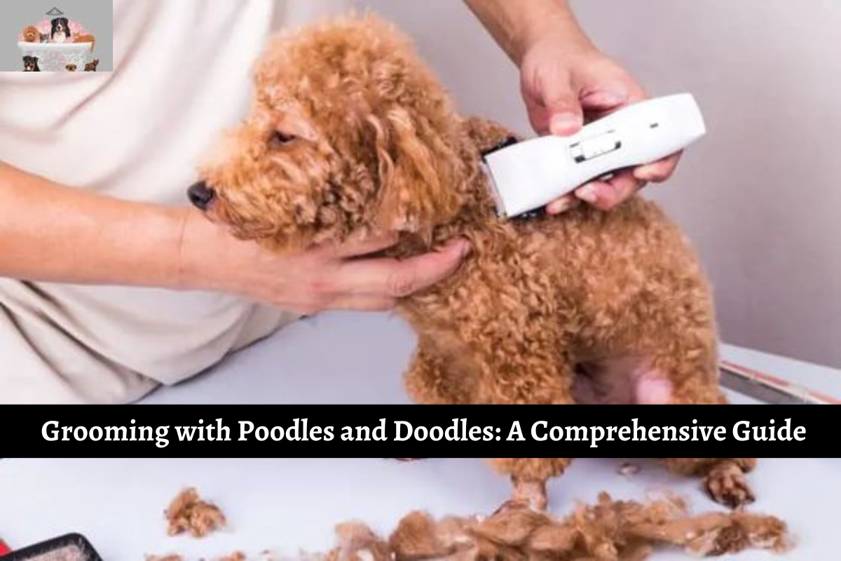 Grooming with Poodles and Doodles: A Comprehensive Guide