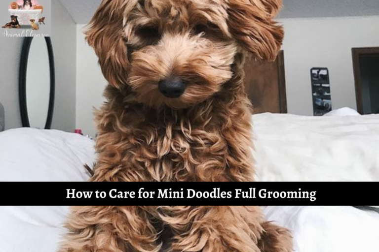 How to Care for Mini Doodles Full Grooming
