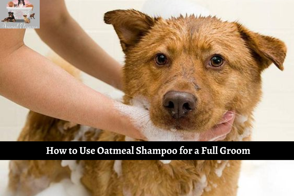 How to Use Oatmeal Shampoo for a Full Groom