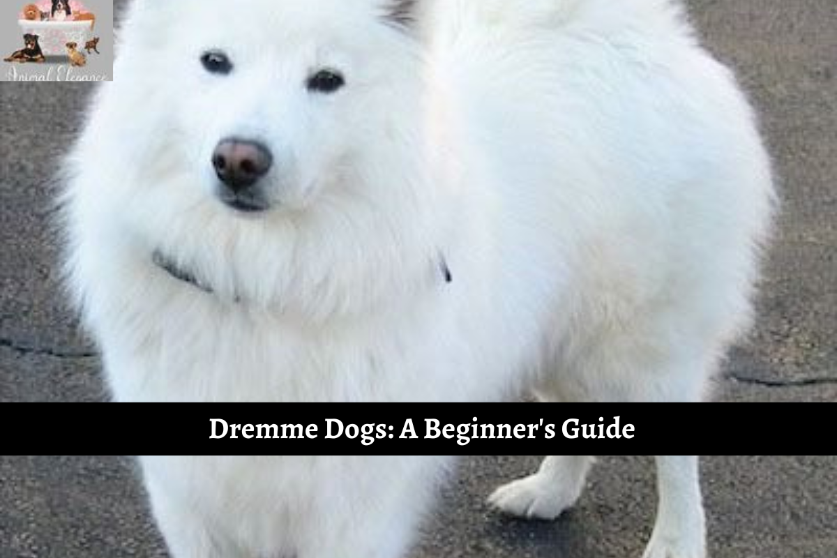 Dremme Dogs: A Beginner's Guide