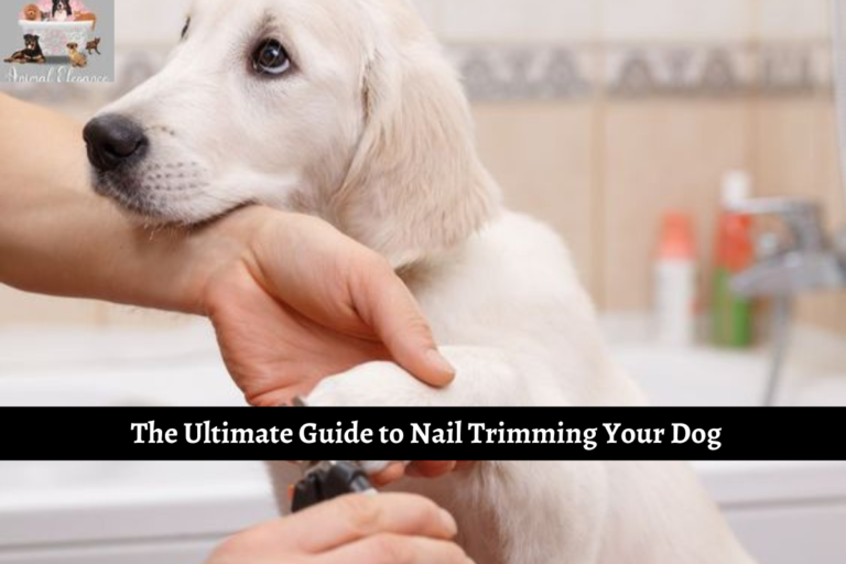 The Ultimate Guide to Nail Trimming Your Dog