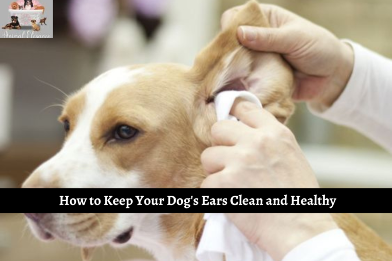 How to Keep Your Dog's Ears Clean and Healthy