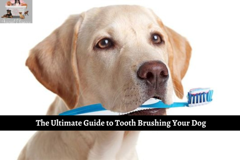 The Ultimate Guide to Tooth Brushing Your Dog