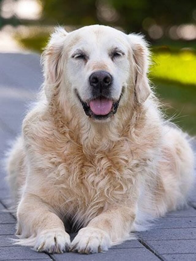 7 Amazing Reasons to Adopt a Senior Dog