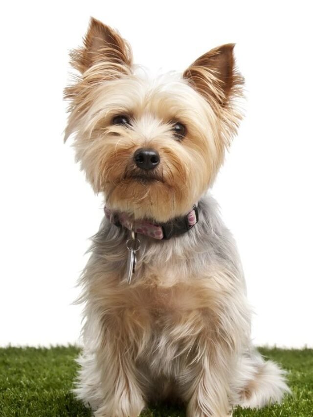 Top 7 facts about Silky Terrier Dog Breed