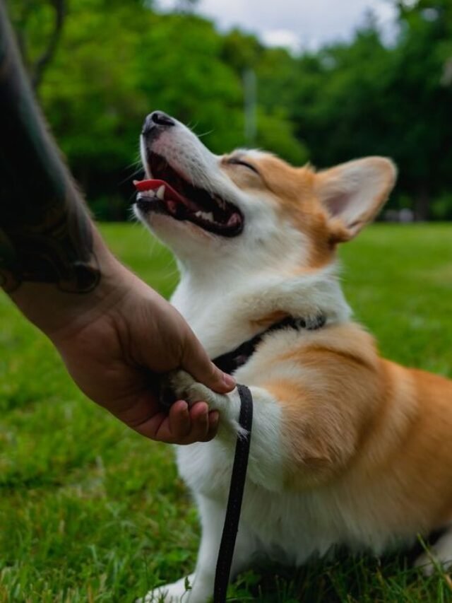 How to Teach a Dog to Shake Hands